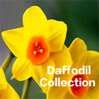 Daffodil Collection Logo
