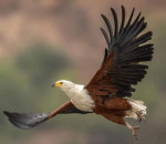 Kalahari Innovations