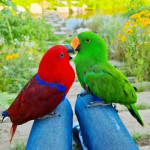 Macaw Parrot Eggs