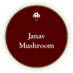 White Oyster Mushroom