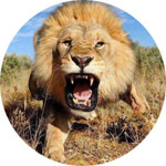 Southindia seashells