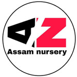 Assam nursery