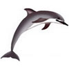 Dolphin Tile Concept Logo