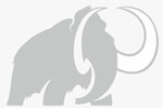 MAMMOTH GLOBAL SUPPLIES Logo