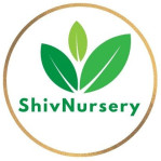 Shiv Nursery