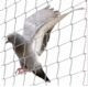 Suhani Bird Netting