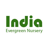 New India Evergreen Nursery Logo