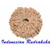 Indonesian Rudraksha
