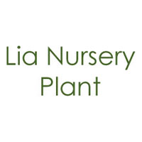 Lia Nursery Plant