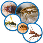 Pest Control Services