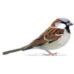 Sparrow Trade Mart Pvt. Ltd. Logo