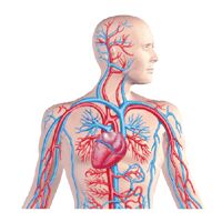 Vascular Care Center