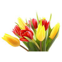 Spring Bloom Logo