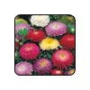 Aster blossoms apparel sourcing Logo