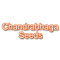 Chandrabhaga Seeds Logo