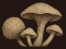 Mushroomies