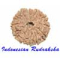 Indonesian Rudraksha