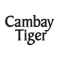 Cambay Tiger