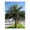 RG nursery date Palm trees wholesale..