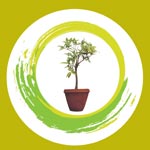 Houseplants Logo