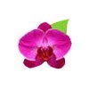 Orchid Biotech Logo