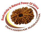 Trayambkam Rudraksha