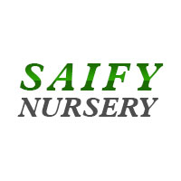 Saify Nursery