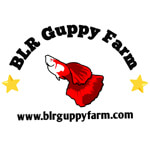 BLR Guppy Farm