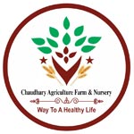 Choudhary Agriculture Farm & Nursery