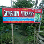 Gumshum Nursery Logo