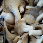 Jija Mushrooms