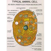 Biological Charts
