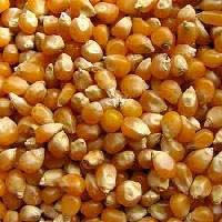 Corn Kernels In Pune