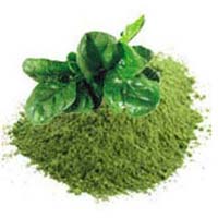 Dehydrated Spinach Powder