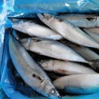 Frozen Eel Fish