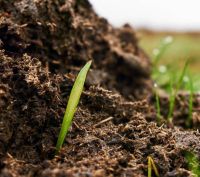 Green Manure