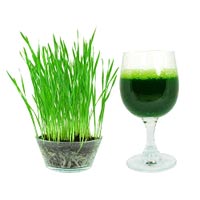 Wheatgrass Juice In Mumbai