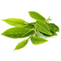 Leaf Tea In Chennai