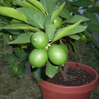 Lime Plants In Hyderabad