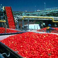 Tomato Processing Plant In Pune