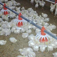 Poultry Feeder In Mumbai