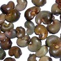 Raw Cashew Nuts In Udupi
