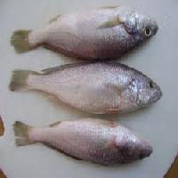 Silver Croaker Fish