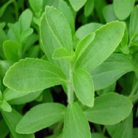 Stevia Plants In Hojai