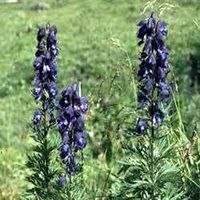 Aconitum Heterophyllum