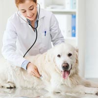 Animal Healthcare Products