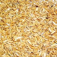 Hybrid Paddy Seeds