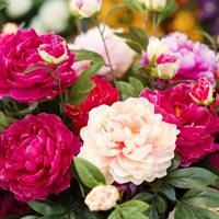 Fresh Flowers & Plants