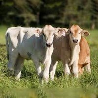 Pets & Farm Animals