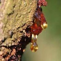 Natural & Synthetic Resin